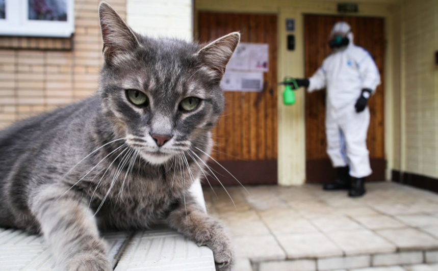 Коронавирус у кошки? С какими жалобами казахстанцы звонят в call-центр Минздрава
