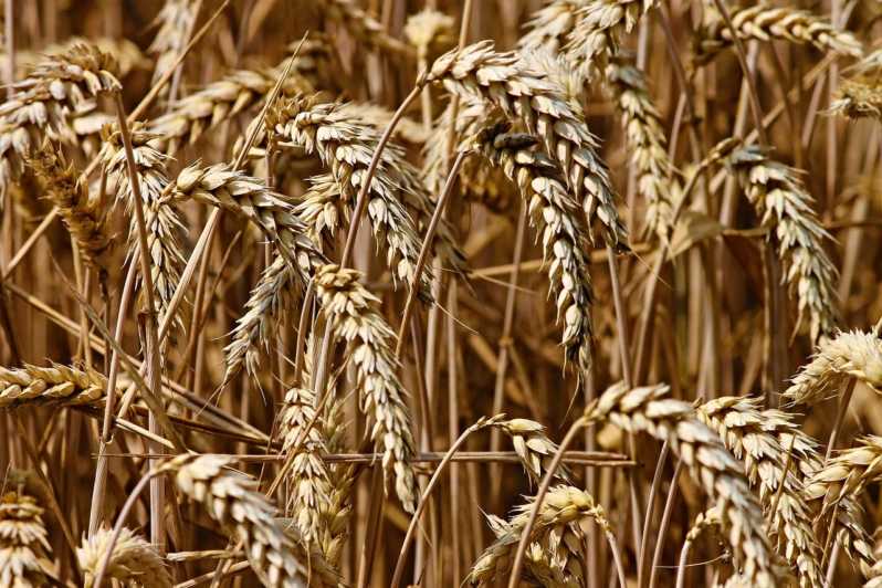 Россельхознадзор выявил нарушения при экспорте зерна в Казахстан