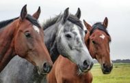 Попытка нелегального вывоза в Казахстан более 60 лошадей пресечена в Омской области