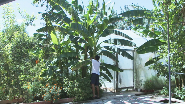 Жительница Казахстана вырастила бананы в огороде