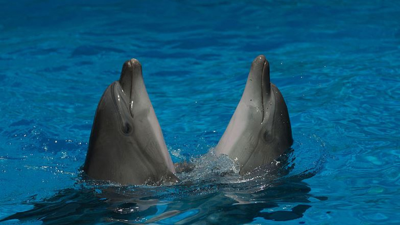 В Казахстане закроют дельфинарии