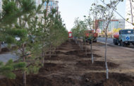 Десять вместо пяти: компенсацию за вырубленные деревья увеличили в Нур-Султане