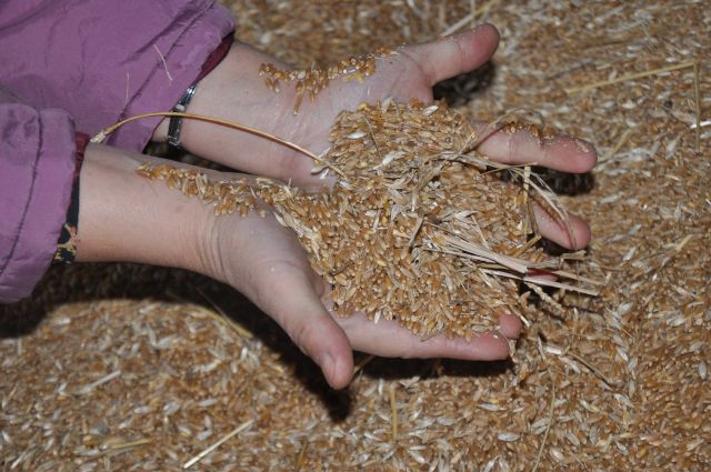 Из Челябинской области пытались вывезти 1,4 тысячи тонны зерна в Казахстан