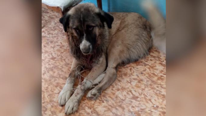 Собаку с порезанным горлом спасла женщина в Кызылорде