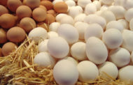Почему выросли цены на яйца, рассказали в Минсельхозе