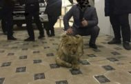 Львенок содержался в одной из гостиниц Шымкента для развлечений