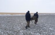 Пропавший неделю назад пастух из Амангельдинского района найден