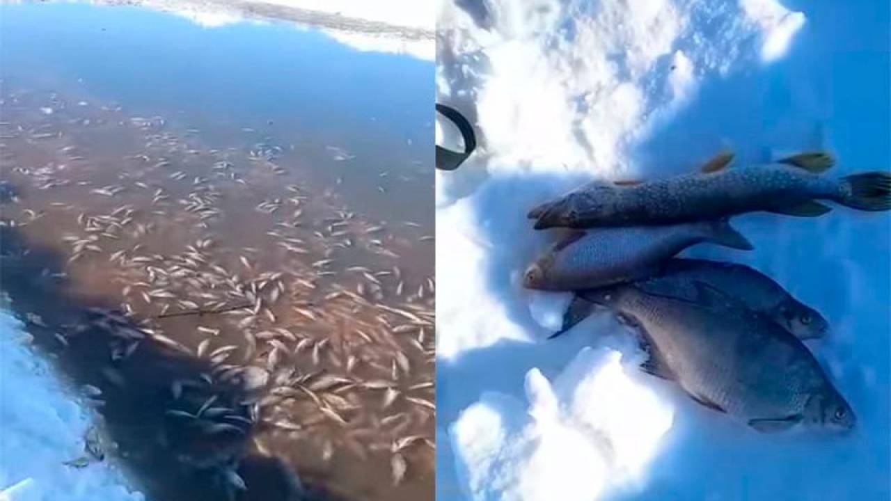 Рыба вмерзла в лед на озере «Балыкты»