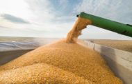 Казахстан увеличил экспорт пшеницы за рубеж