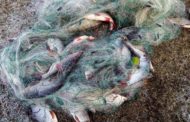 У браконьеров на Балхаше изъято 6 тонн рыбы и 200 км сетей