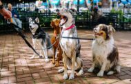 Казахстанцы на содержание собак тратят до миллиона тенге в год