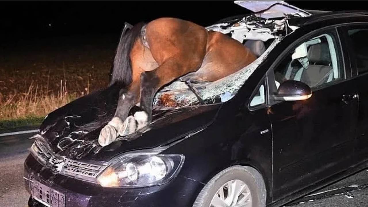 Три человека погибли в ЗКО при столкновении машины с лошадьми