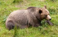 Медведь держит в страхе жителей города в Восточно-Казахстанской области