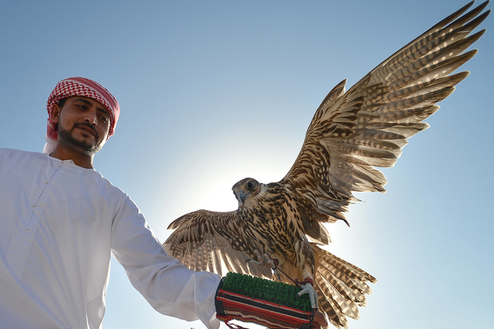 4 шейхам из ОАЭ и Катара разрешат охоту на 314 краснокнижных дроф-красоток в Казахстане