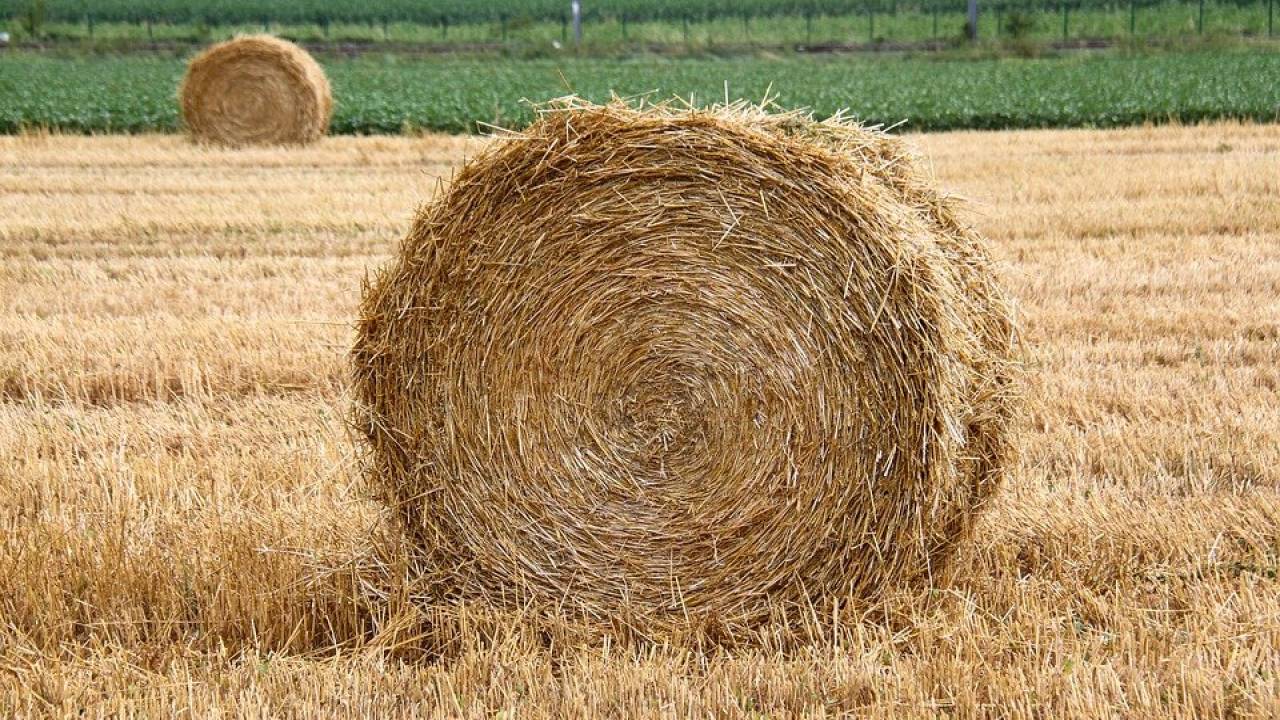 Казахстан планирует ввести запрет на вывоз сена и овса