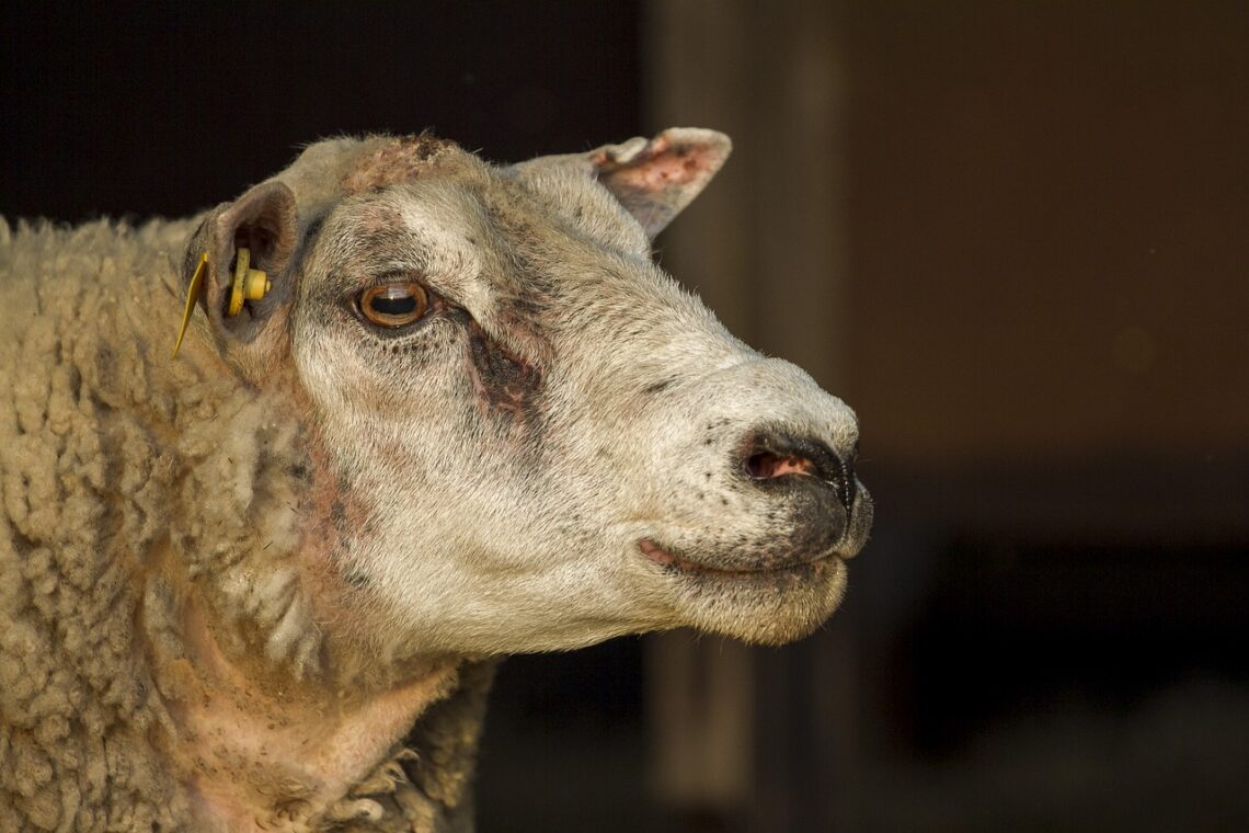 Курбан Айт стал убыточным для казахстанских овцеводов