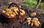 Может ли произойти ажиотажный рост цен на картофель в 2022 году