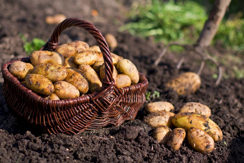 Может ли произойти ажиотажный рост цен на картофель в 2022 году