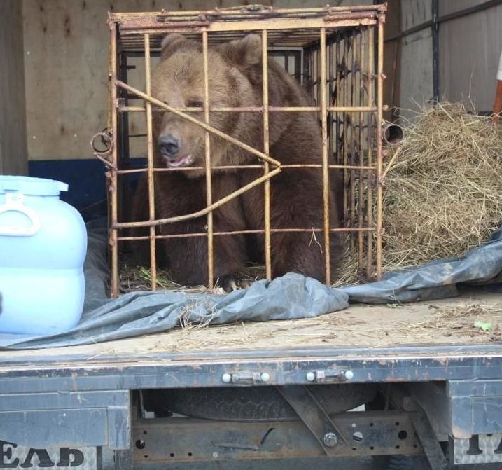 Медведица покусала 5-летнюю девочку на базе отдыха в Костанайской области