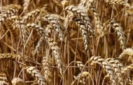 Казахстан продолжит поставки зерна и муки в Афганистан – МСХ