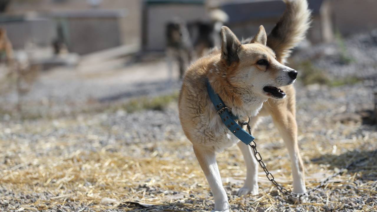 В жестоком убийстве собак обвиняют соцработника из ЗКО