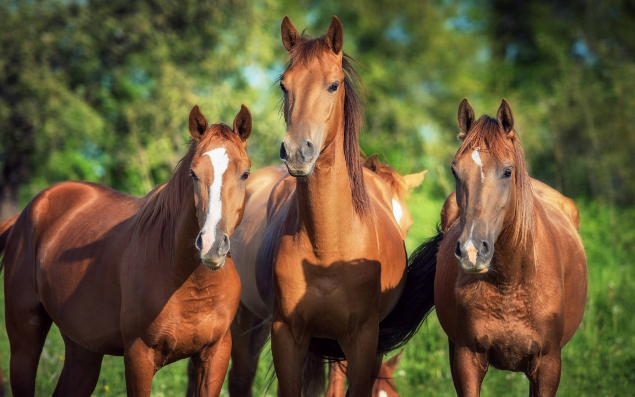 Окончательно установлено происхождение домашних лошадей