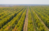 «Чудо-дерево»: в Казахстане пообещали сажать по миллиону деревьев в день: это реально?