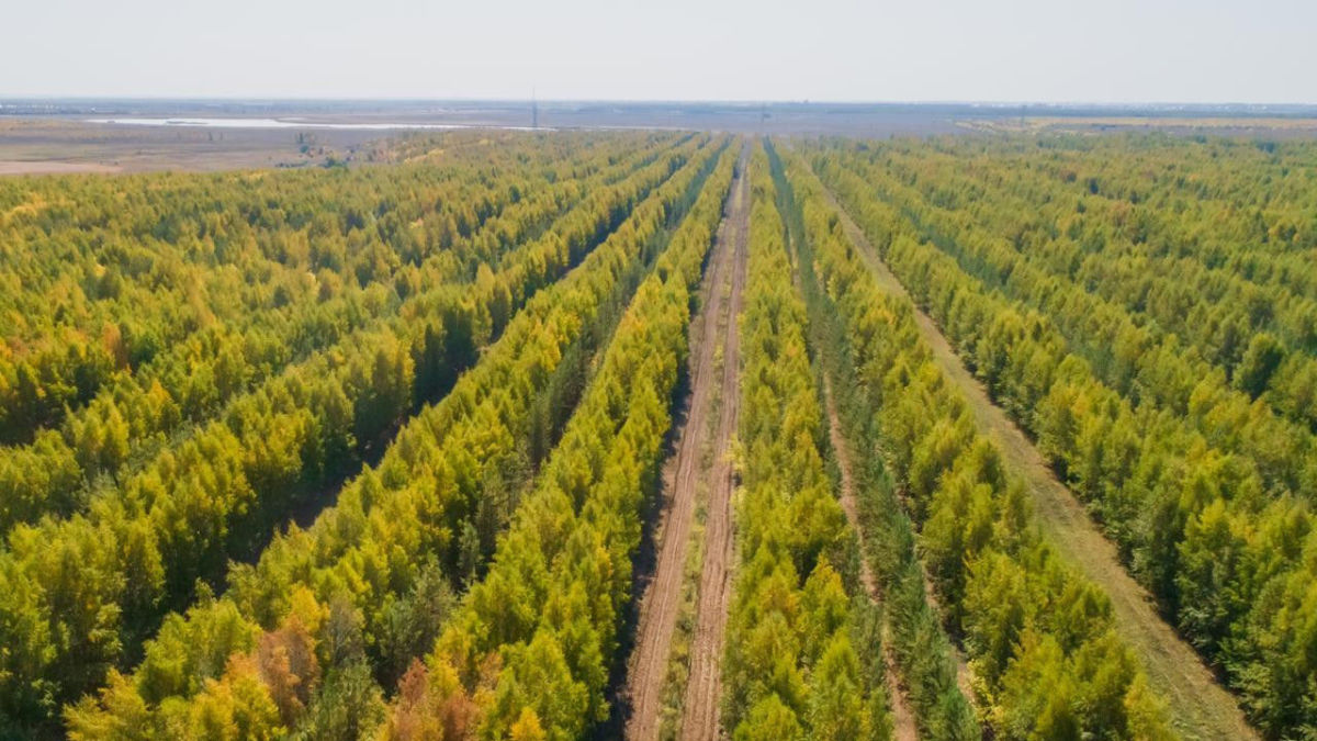 «Чудо-дерево»: в Казахстане пообещали сажать по миллиону деревьев в день: это реально?