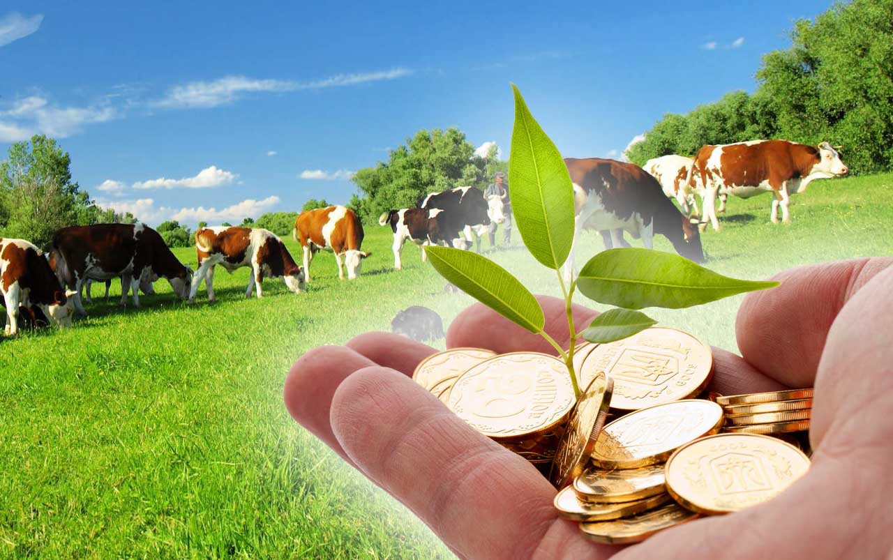 Господдержка в АПК: как окупаются бюджетные инвестиции в животноводство