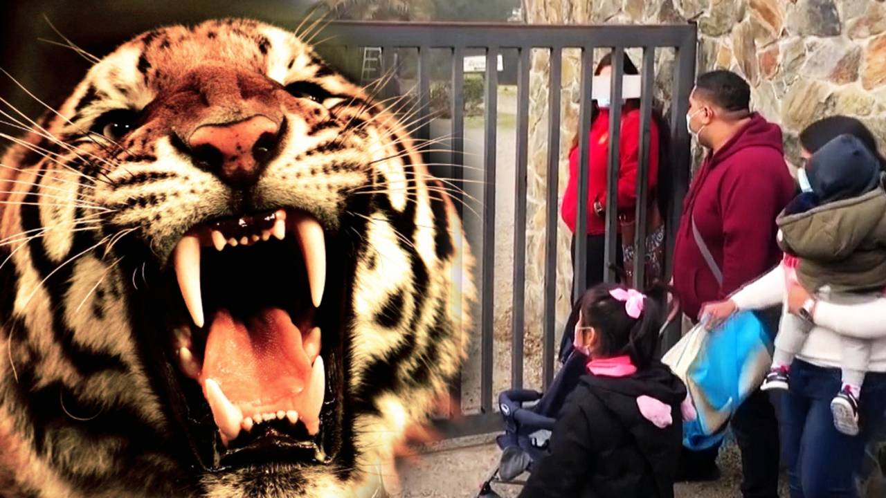 Тигр напал на людей в японском сафари-парке