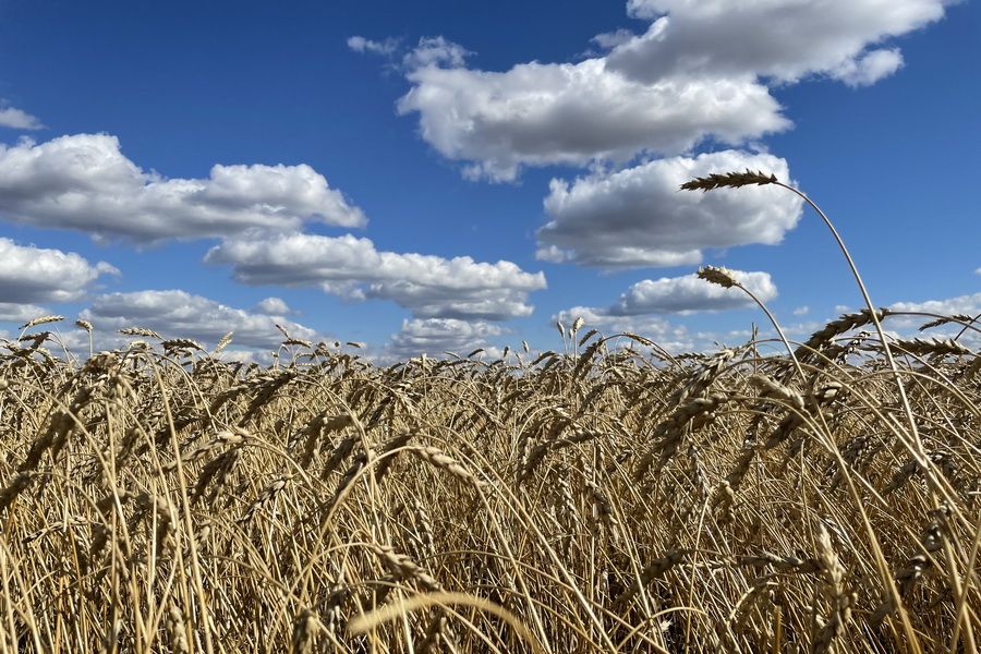Как цены на зерно отреагируют на войну в Украине