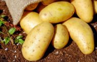 В Казахстане ввели ограничение на вывоз картофеля