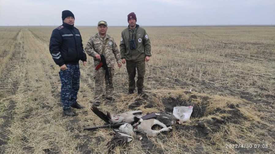 Двух краснокнижных журавлей подстрелили в Фёдоровском районе
