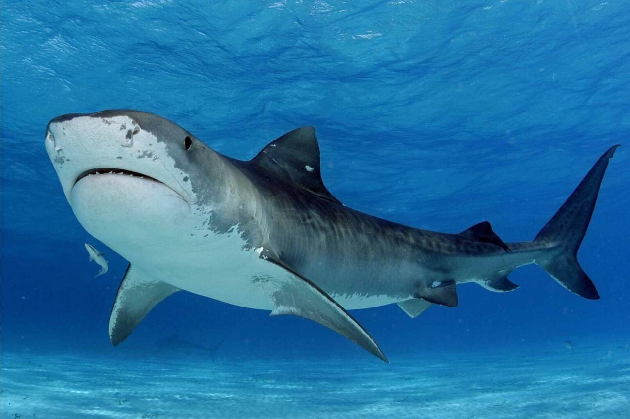 В Египте закрывают пляжи из-за нападения акул