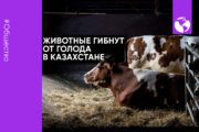 Животные гибнут от голода в Казахстане