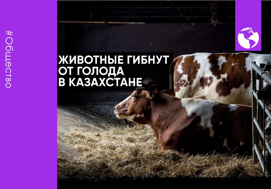 Животные гибнут от голода в Казахстане