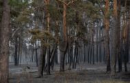 Очистка горелого леса в Аулиекольском районе идет низкими темпами