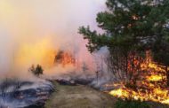 По фактам лесных пожаров в Костанайской области возбуждены уголовные дела