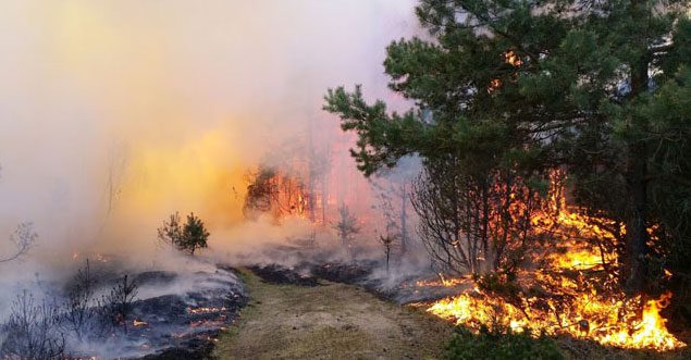 По фактам лесных пожаров в Костанайской области возбуждены уголовные дела