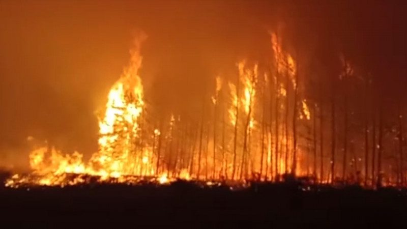 Жители четырех сел эвакуированы из-за лесного пожара в Костанайской области