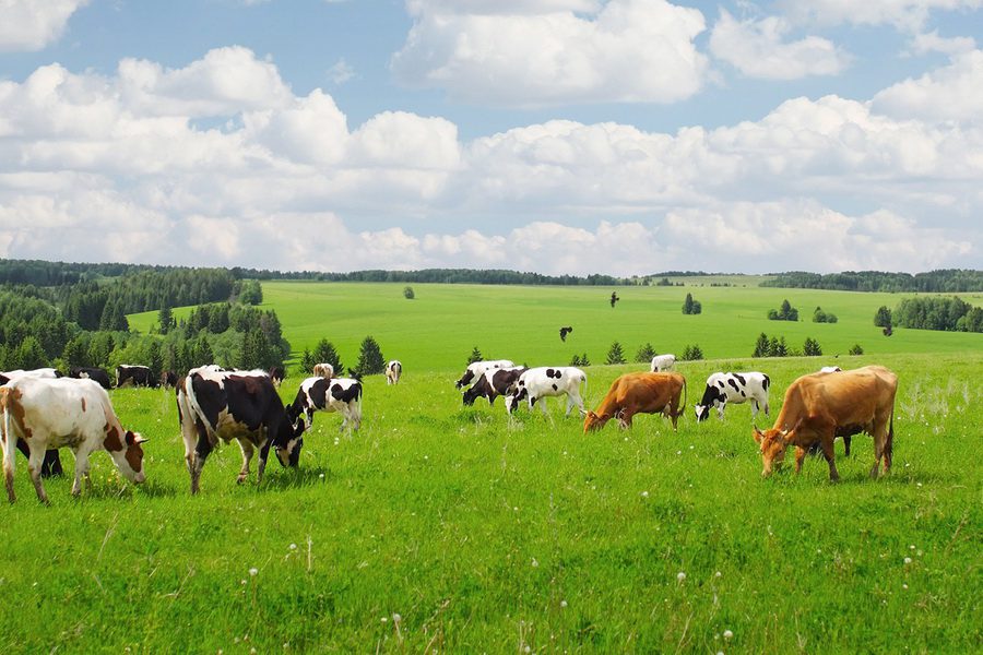 Акимат района прокомментировал ситуацию в селе Урожайное по поводу прогона домашнего скота на пастбище