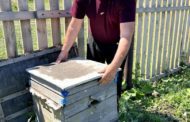В Астане выясняют, отчего погибли пчелы в Узункольском районе