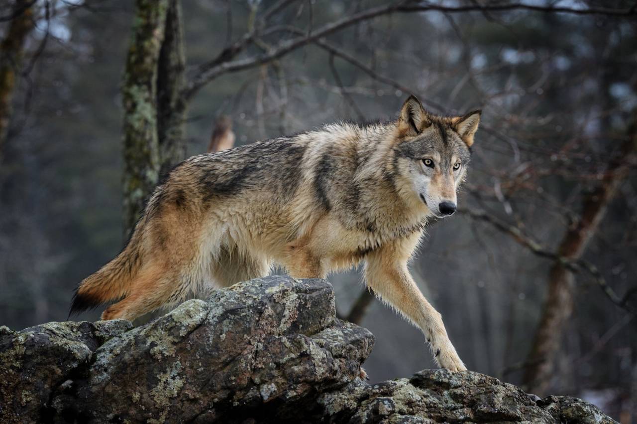 Ввести мораторий на отстрел волков — как один из путей борьбы с популяцией сайгаков