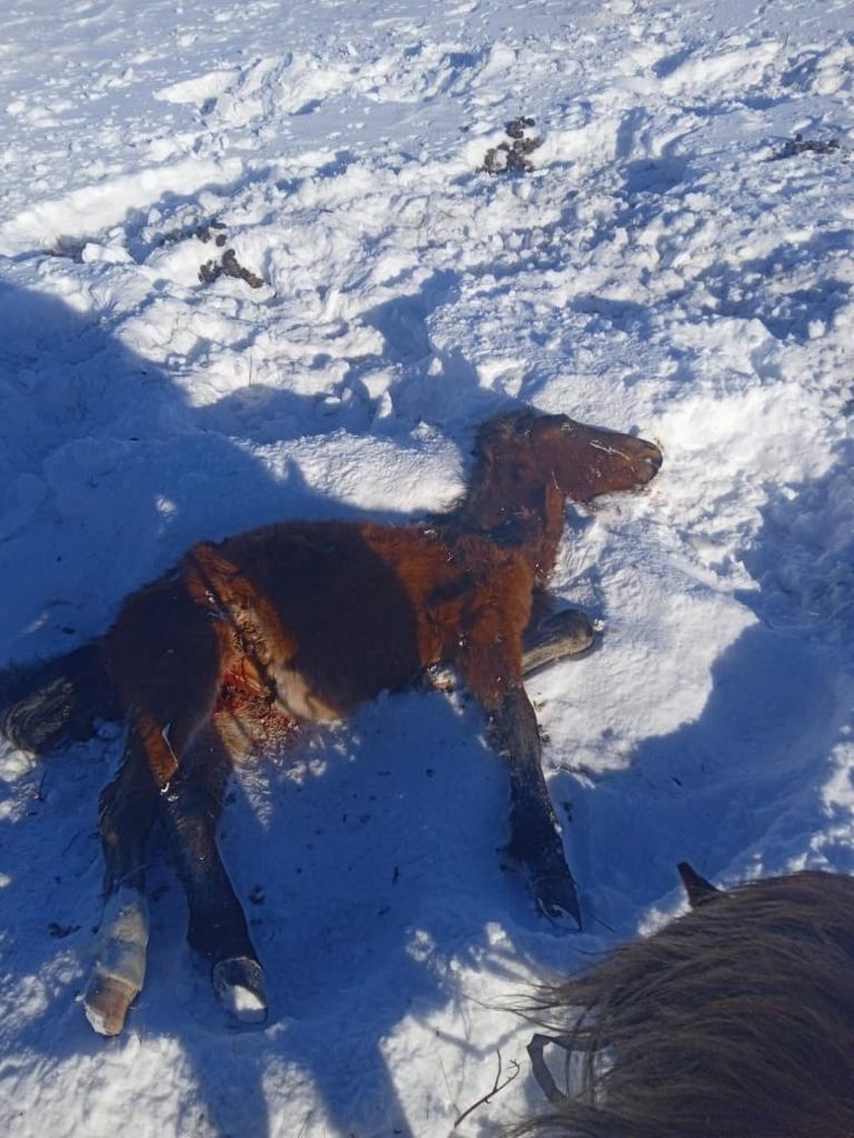 В Сарыкольском районе повсеместный падеж лошадей
