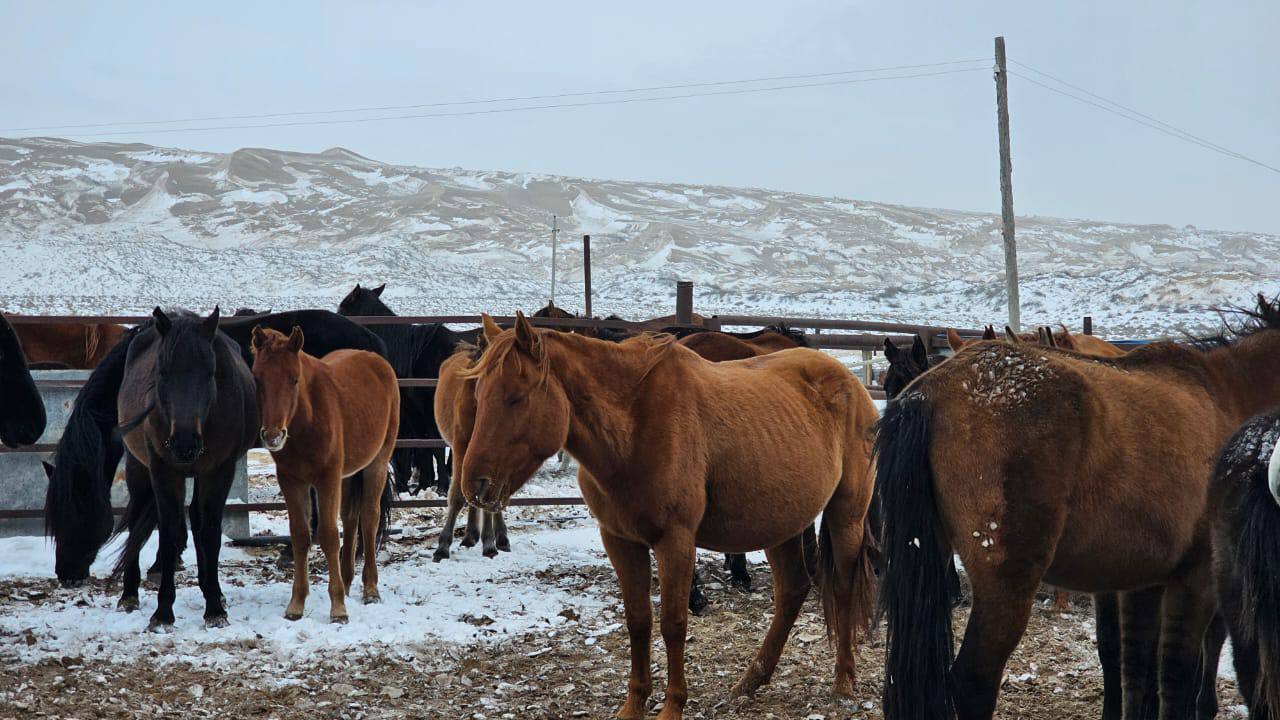 В Казахстане появилась новая порода лошадей — адай