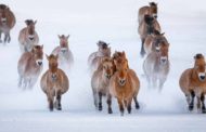 Около 40 лошадей Пржевальского планируется перевезти в Казахстан из Европы в течение 5 лет