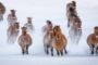 Около 40 лошадей Пржевальского планируется перевезти в Казахстан из Европы в течение 5 лет