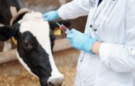 В Костанайском районе вакцинировали несуществующих сельскохозяйственных животных