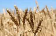 В Казахстане продлили запрет на ввоз пшеницы еще на полгода