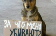 «Мы не хотим, чтобы Казахстан тонул в крови невинных животных», — жители Житикары записали видеообращение